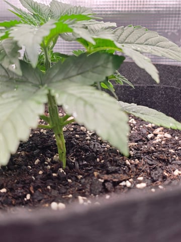 Northern lights #10 (Alaska) — vegetative, day 17