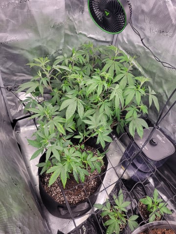 Grow — vegetative, day 19