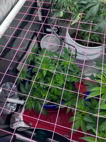 Grow#2 — vegetative, day 33