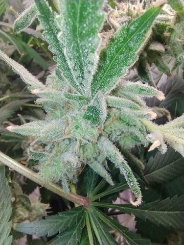 Photo Time📸🕞 — flower, day 118