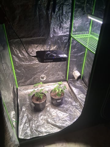 S&D  First Grow — grow_setup, day 1