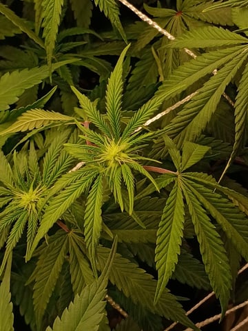 TentPlantLightFan — flower, day 88
