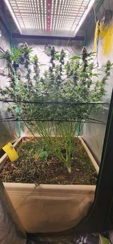 10G's — flower, day 96