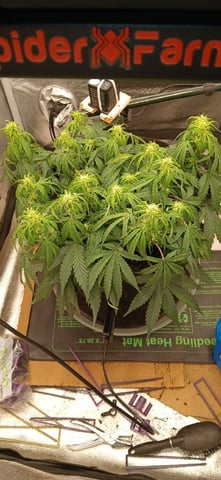 Diesel Auto Round 2 — flower, day 41
