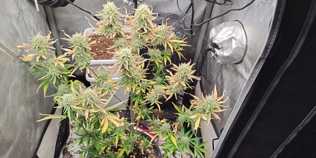 two clones and sour diesel  — flower, day 41