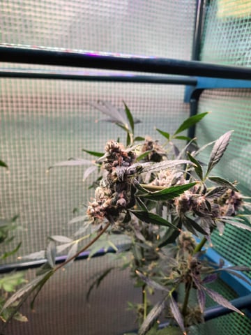 Blackberry kush — flower, day 117