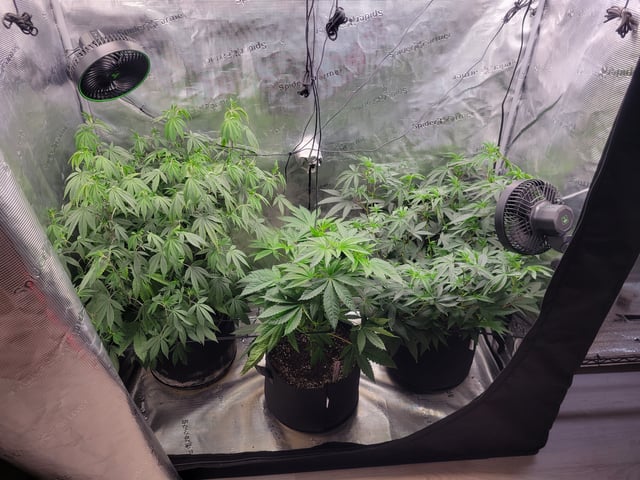 Grow — vegetative, day 42