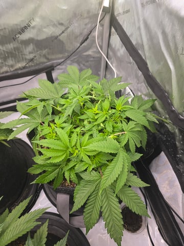 Purple Haze  — vegetative, day 25