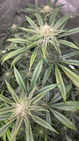 ethos genetics  — flower, day 91