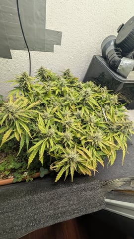Quick Auto Summer Grow — flower, day 64