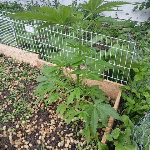 Gelato — vegetative, day 1