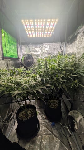 Grow 1 — flower, day 55