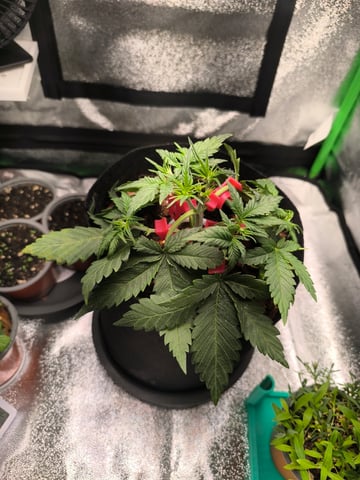 Mimosa Orange Punch Project — vegetative, day 22
