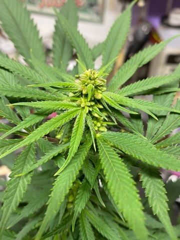 queen of soul X cap junky  — flower, day 143