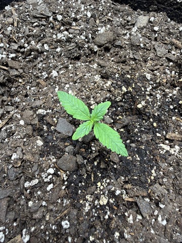 Gorilla Cookies 2nd Try — seedling_rooting, day 14