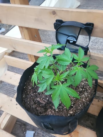 Clones And Hermie Seeds — vegetative, day 45