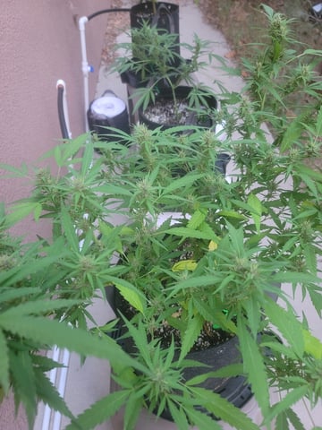 Poison Rainbows — vegetative, day 128