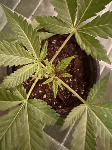     Clone Run #1 — grow_setup, day 2