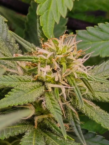 Purple Haze  — flower, day 73