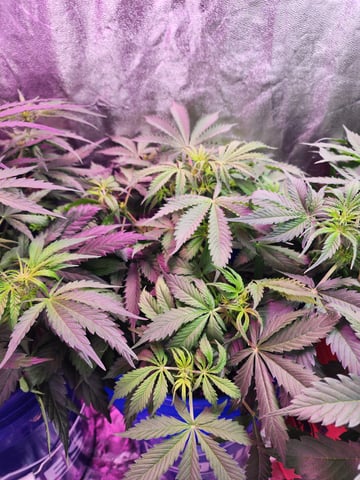 Grow 1Zkittles OGx2 & PEx1 — flower, day 42