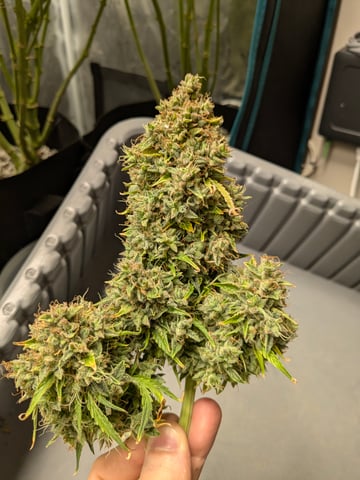 first grow — flower, day 96