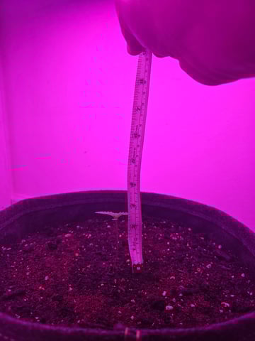 First Grow — seedling_rooting, day 7