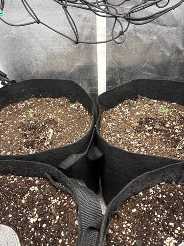  Autumn Run — seedling_rooting, day 2