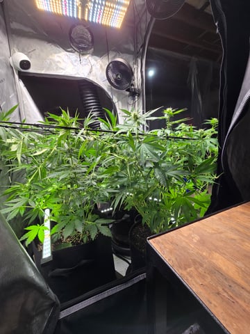 Purple Haze  — flower, day 69