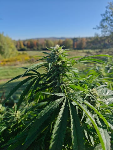 outdoors  unground 2025 — harvest, day 46