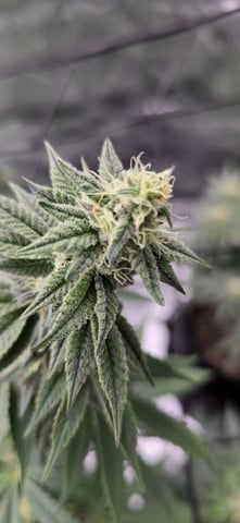 SGC & GWS — flower, day 94