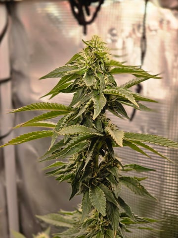 Northern lights #10 2nd plant (Selkies) — flower, day 74