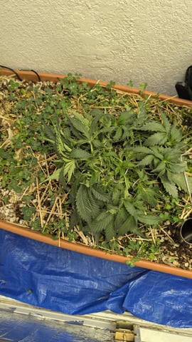 Summer Grow  — flower, day 38