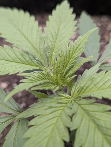 Cinderella 99 — vegetative, day 19