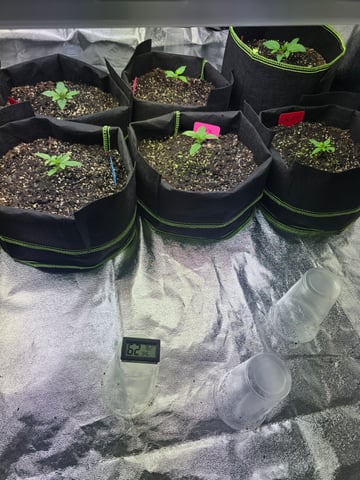 2nd Autoflower Indoor Grow — vegetative, day 13