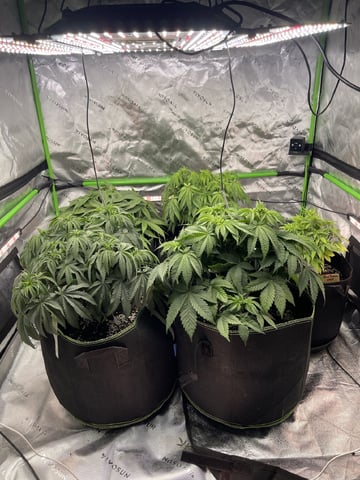 Phx_Freedom — vegetative, day 19