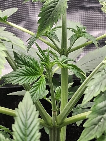 First Indoor Grow  — vegetative, day 31