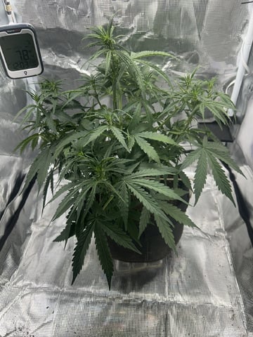 Indoor — vegetative, day 35