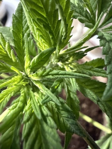 Sour Glue — flower, day 10