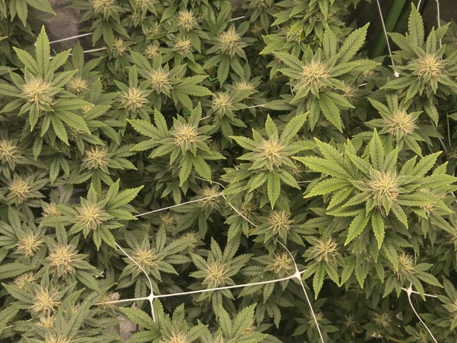 new bee's  — flower, day 121