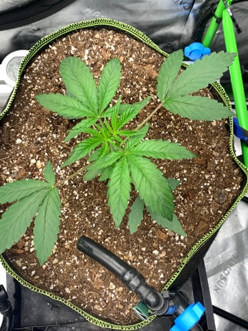 Six  — vegetative, day 28