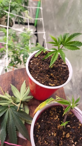 2x2x4 — seedling_rooting, day 16