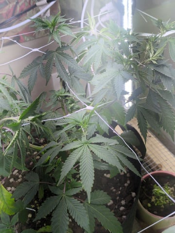 Audrey III — vegetative, day 84