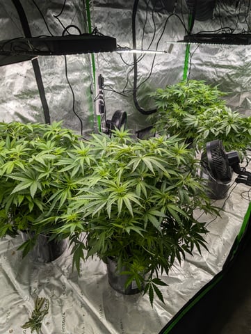 Acapulco Gold  — flower, day 61