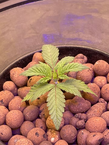 1st Ever Grow (Fat Bastard)(RDWC)  — seedling_rooting, day 21