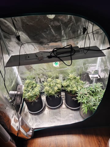Autoflower grow. my first grow  — flower, day 66