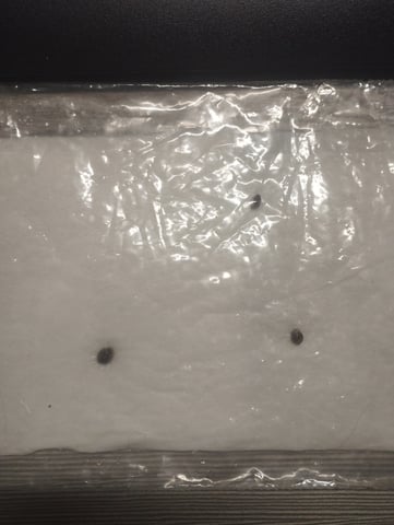 Test 1  — germination, day 1