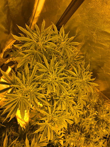 2nd Autoflower Indoor Grow — flower, day 47