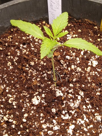 critical purple kush x peyote wifi  in the auto pot system tray 2 grow with added microhazian to the coco coir  — vegetative, day 14