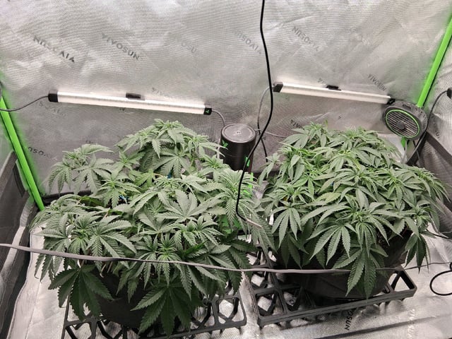 fruity pebbles, cap junky — vegetative, day 54