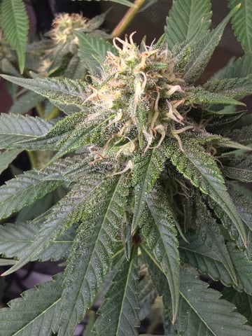 Purple Haze  — flower, day 85